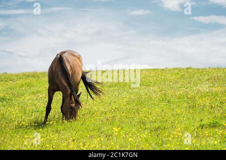 Ein Pferd auf einer grünen Weide mit gelben Blumen vor einem blauen Himmel mit Wolken. Braunes Pferd Stockfoto