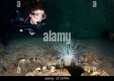 Taucher und eine farbige Röhrenanemone (Cerianthus membranaceus) im Meeresschutzgebiet Mar de las Calmas (El Hierro, Kanarische Inseln, Atlantik, Spanien) Stockfoto