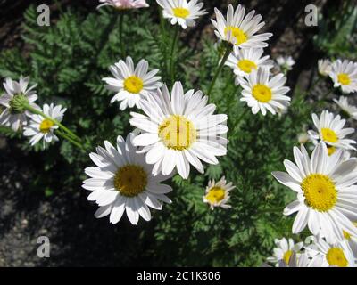 Blühende weiße Ochsenauge-Gänseblümchen im Garten Stockfoto