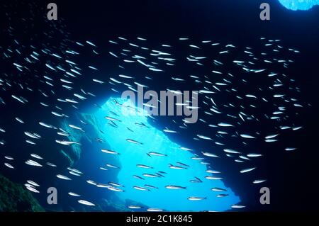 Mediterrane Sandrochen (Atherina hepsetus) Fischschule unter Wasser (Mar de las Calmas Marine Reserve, El Hierro, Kanarische Inseln, Atlantik, Spanien) Stockfoto