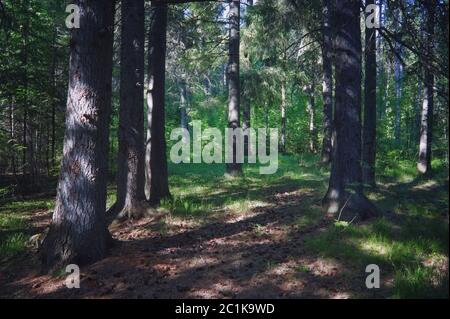 Tannenbaum am sonnigen Sommertag. Sommerlandschaft, Fichtenwald. Stockfoto