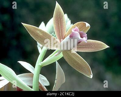 Phaiustankervilleae3.jpg Phaius tankervilleae Banks ex LHR Blume. Stockfoto