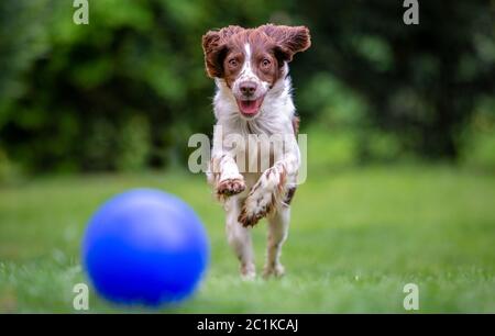 Junge Springer Spaniel Spaß auf der Jagd nach einem blauen Ball über den Rasen Stockfoto