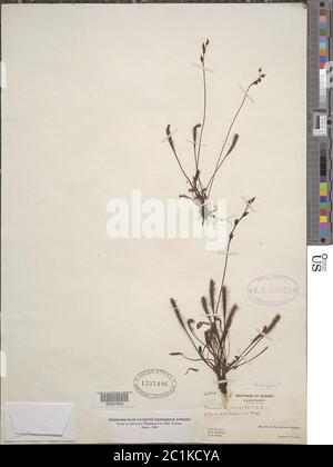 Drosera anglica Huds Drosera anglica Huds. Stockfoto