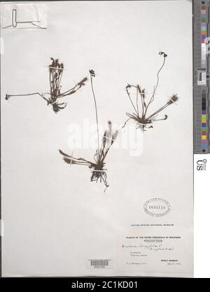 Drosera anglica Huds Drosera anglica Huds. Stockfoto