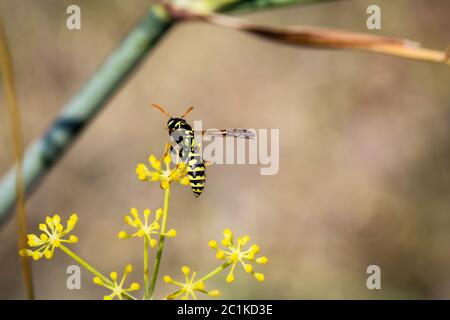 Wespe auf einem Blatt, Blume Stockfoto