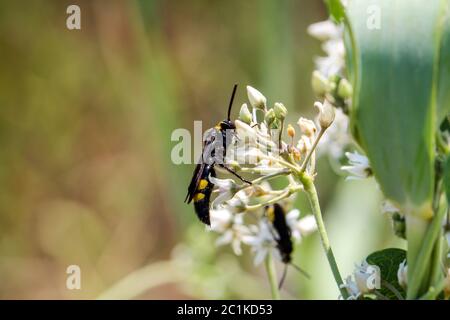 Wespe auf einem Blatt, Blume Stockfoto