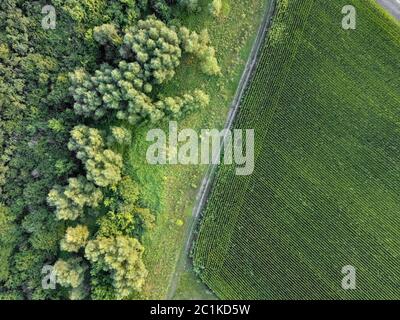 Landschaft schmutzige Straße entlang der landwirtschaftlichen Bereich und grüne Wälder. Luftaufnahme von Dron Stockfoto