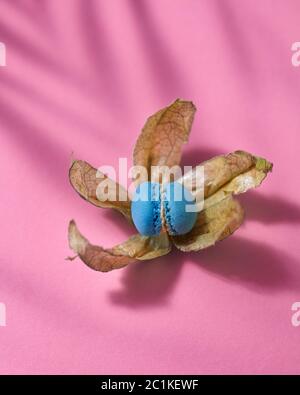 Close-up von kreativen Blume blau Von hausgemachter Kuchen Makronen mit trockenen Blüten von Physalis auf rosa Papier mit weichen Schatten. Stockfoto