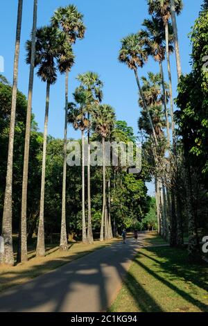 Palmyrah Palms Avenue (Borassus flabellifer) in Peradeniya botanischen Garten, Kandy, Sri Lanka. Lange Reihen von hohen Palmen, Sonnenschein und blauer Himmel Stockfoto