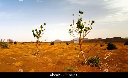 Landschaft mit der Calotropis procera Pflanze aka Sodom Apfel oder Stabragh oder Gummibusch in Adrar, Sahara, Mauretanien Stockfoto