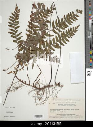 Adiantum latifolium Lam Adiantum latifolium Lam. Stockfoto