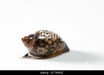 Bubble Schnecken, Eier von Schnecken Stockfoto