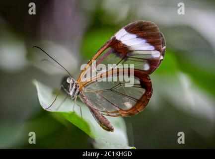 Schmetterling mit Glasflügel Stockfoto