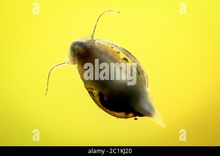 Bubble Schnecken, Eier von Schnecken Stockfoto