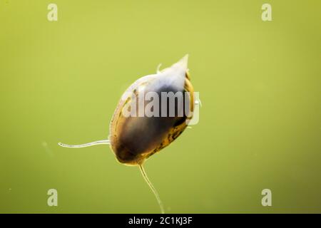 Bubble Schnecken, Eier von Schnecken Stockfoto