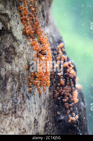 Eier eines Diskusfischs Stockfoto