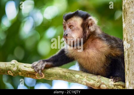 Junger Affe auf den Bäumen des brasilianischen Regenwaldes Stockfoto