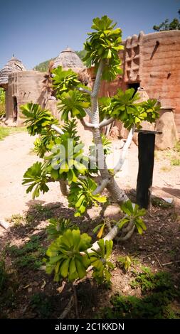 Traditionelles tammari Dorf von Tamberma in Koutammakou, dem Land der Batammariba, Kara Region, Togo Stockfoto