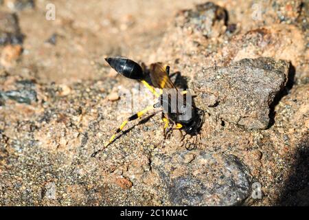 Wespe auf Sand Stockfoto