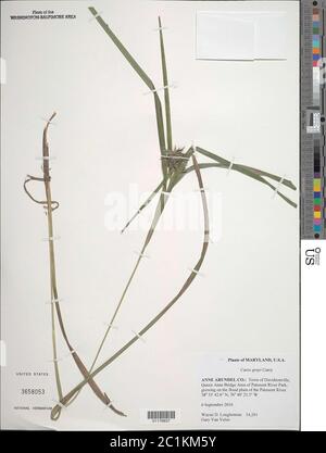 Carex greyi J Carey Carex greyi J Carey. Stockfoto