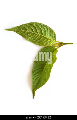 Kratom Blätter. Stockfoto