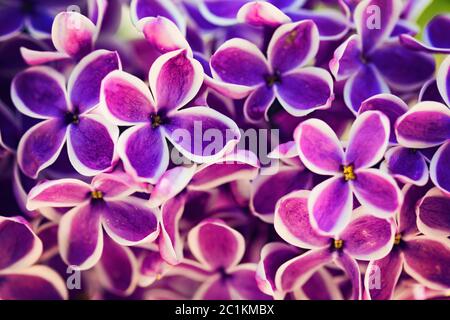 Lila Flieder Blumen Nahaufnahme Hintergrund Stockfoto