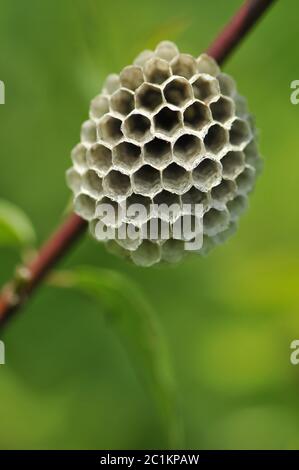 Polistinae sind eusoziale Wespen auf einer Wiese am Nestbau Stockfoto