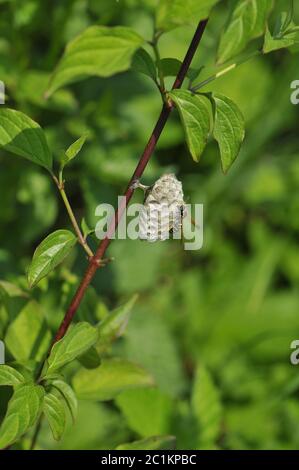 Polistinae sind eusoziale Wespen auf einer Wiese am Nestbau Stockfoto