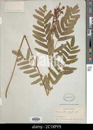 Osmunda regalis L Osmunda regalis L. Stockfoto