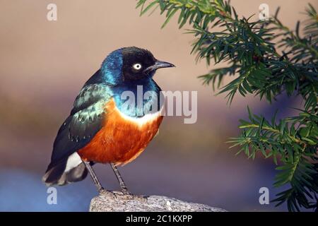 Dreifarbiger, glänzender Stern Lamprotornis Superbus Stockfoto