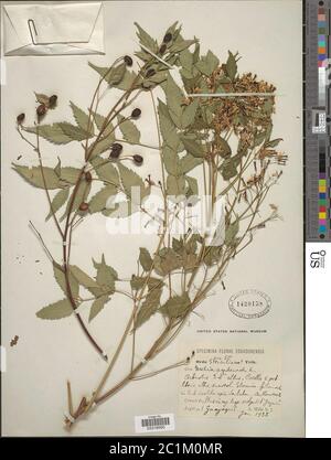 Melia azedarach L Melia azedarach L. Stockfoto