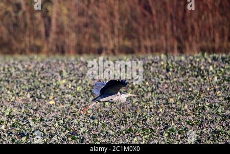 Graureiher Ardea cinerea im Flug Stockfoto