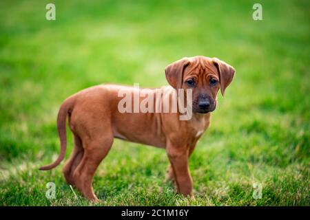 Rhodesian ridgeback Welpe auf grünem Gras Stockfoto