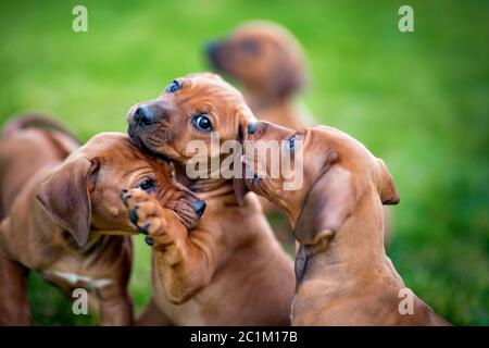 Rhodesian ridgeback Welpen spielen auf grünem Gras Stockfoto