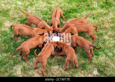 Rhodesian ridgeback Welpen essen aus Schüssel im Freien Stockfoto