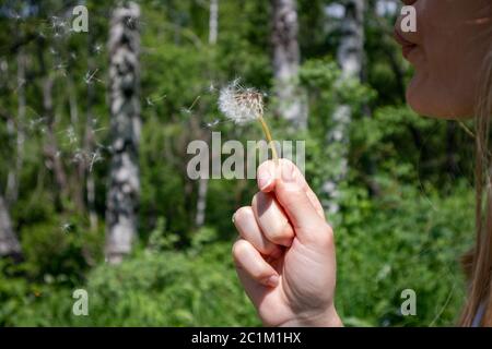 Mädchen bläst trockenen Löwenzahn und kleine Blumen fliegen in die Luft und verschwommen grünen Hintergrund. Glückliche Frau in der Natur am sonnigen Sommertag Stockfoto