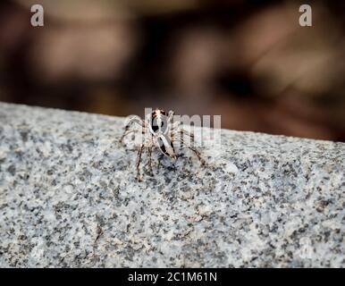 Spinne auf Stein Stockfoto