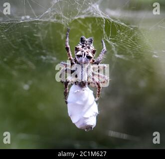 Cyrtophora citricola - Opuntia Spider Stockfoto