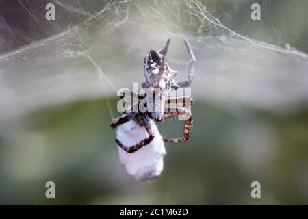 Cyrtophora citricola - Opuntia Spider Stockfoto