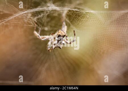 Cyrtophora citricola - Opuntia Spider Stockfoto