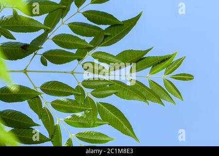 Azadirachta indica Neem lässt blauen Himmel auf dem Hintergrund Stockfoto