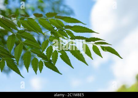 Azadirachta indica Neem lässt blauen Himmel auf dem Hintergrund Stockfoto