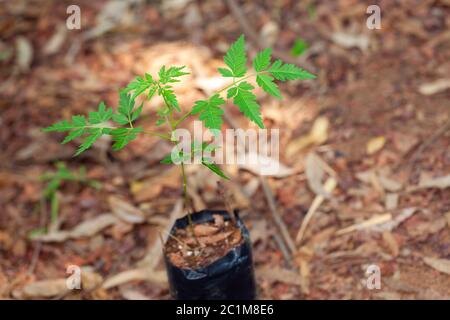 Kleine Azadirachta indica Neem Aussaat Stockfoto