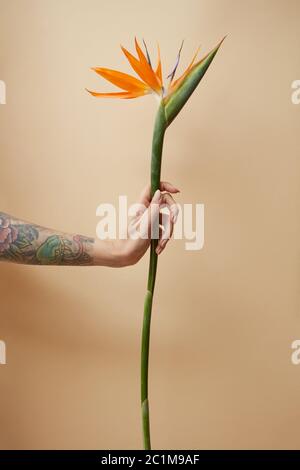 Orange strelitzia in der Hand einer Frau auf beigem Hintergrund Stockfoto