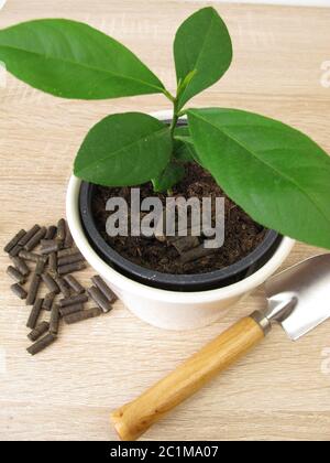 Pferdemist-Pellets zum Düngen Stockfoto