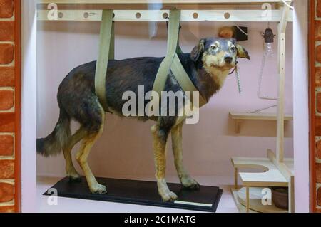 Rjasan, Russland - 19. August 2018: Ausgestopfte Hunde im Pavlov-Museum. Pavlovs Experimente mit Hunden zeigten, dass unser Verhalten c Stockfoto