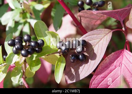 Kleine schwarze Beeren vor roten und grünen Blättern Stockfoto