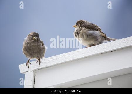 Zwei süße kleine Spatzen auf einem weißen Zaun auf dem blauen Hintergrund im Herbst Stockfoto