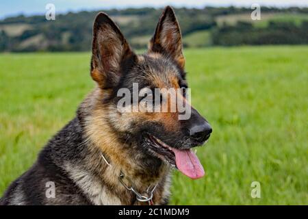 Porträt des Deutschen Schäferhundes Stockfoto
